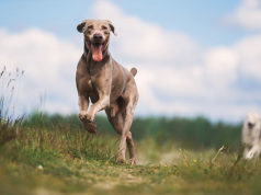 What You Need to Know About CBD Oil and Dogs CBD Oil for Dogs